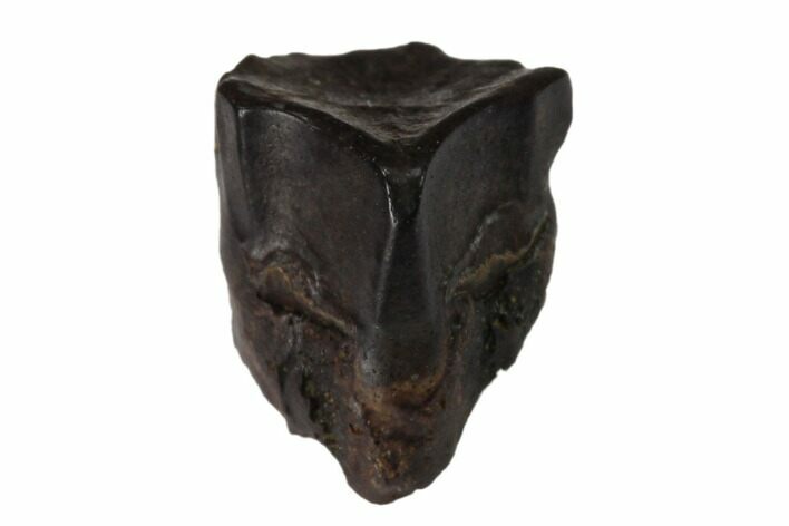 Fossil Hadrosaur (Edmontosaurus) Shed Tooth- Montana #128660